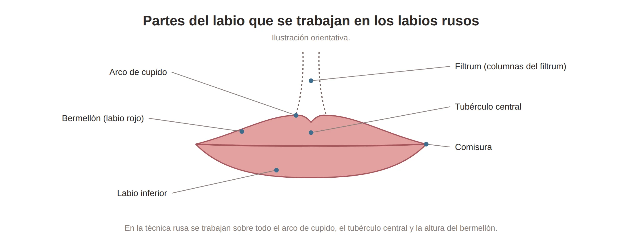 Anatomía del labio: arco de cupido, filtrum, bermellón, tubérculo central y comisuras